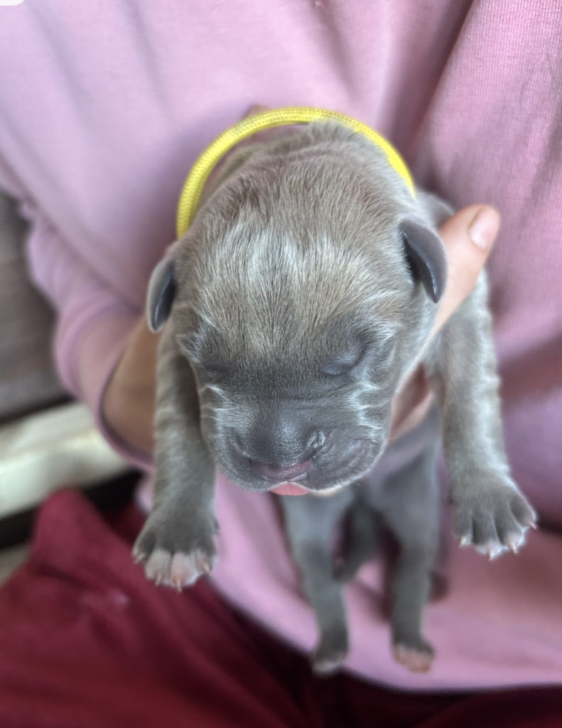 Newborn grey puppy with a yellow collar held gently in cupped hands